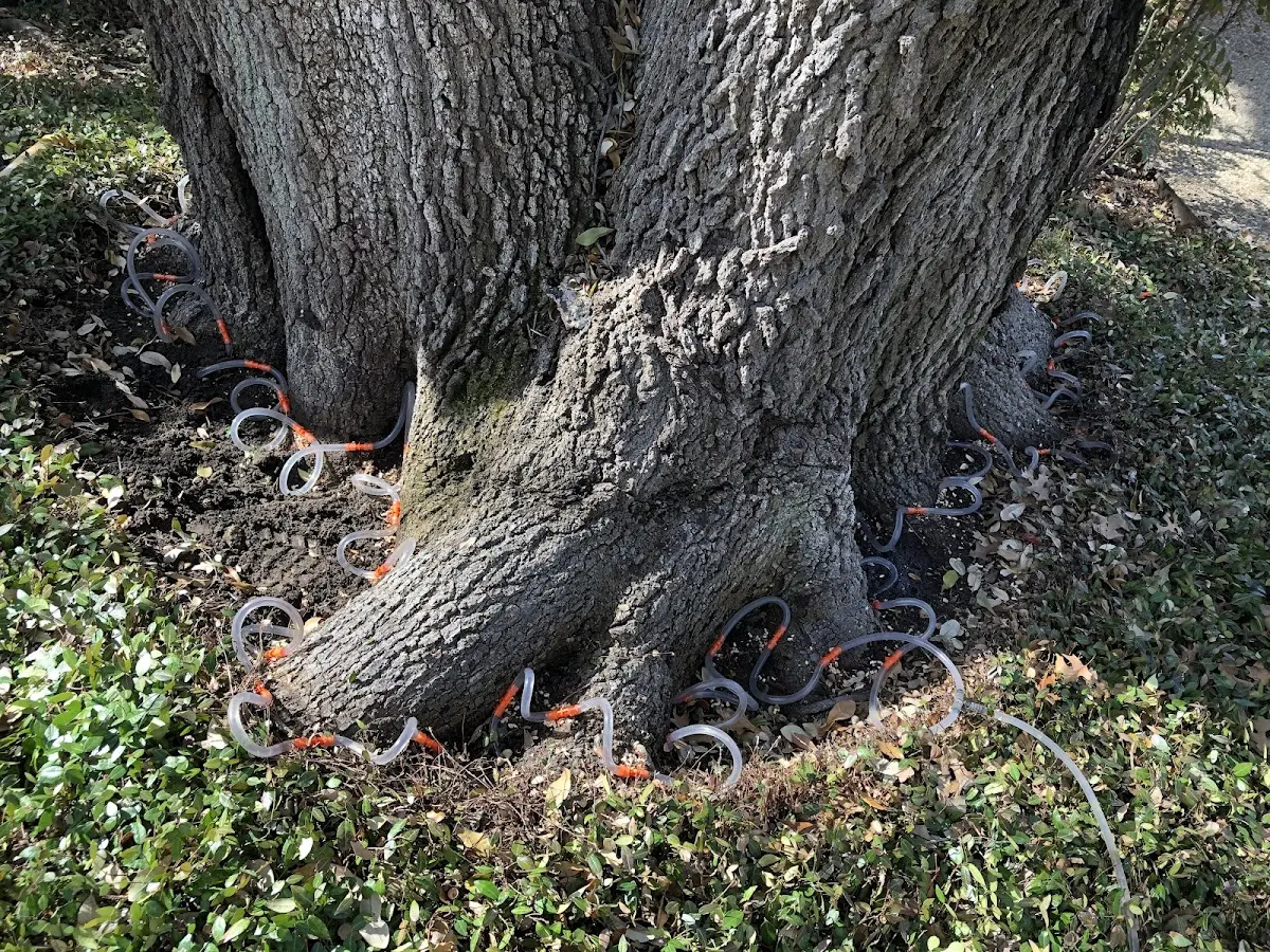 Detailed Tree Cabling and Bracing job site in Moore
