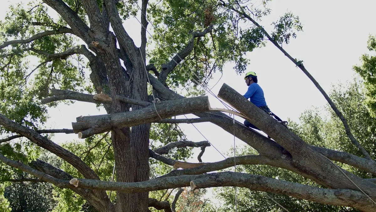 Professional Hazardous Tree Removal performed by certified arborists in Moore